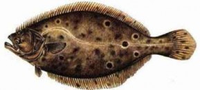 ASMFC – February 7, 2012 Summer Flounder, Scup, and Black Sea Bass Management Board Meeting