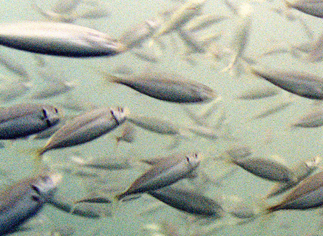 Panel Votes to Reduce a Forage Fish Catch