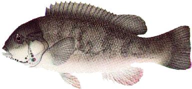 Blackfish – New size, bag and season limits